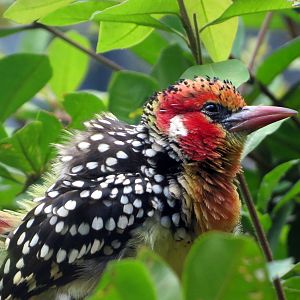 Red-and-yellow Barbet