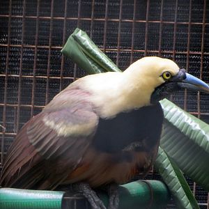 Raggiana Bird-of-paradise