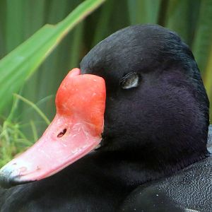 Rosy-billed Pochard