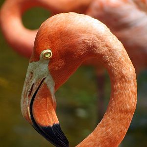 American Flamingo