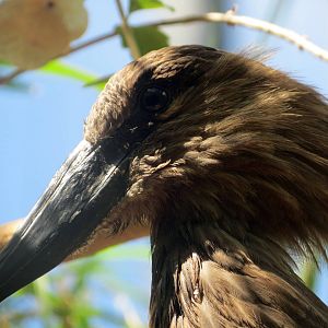 Hamerkop