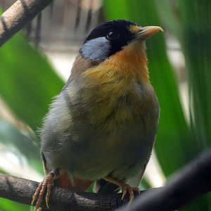Silver-eared Mesia
