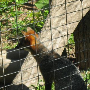 Alligator Alley- Gray Fox