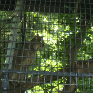Predators- Canada Lynx