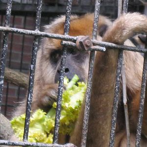 South American Rainforest- Female Black Howler Monkey