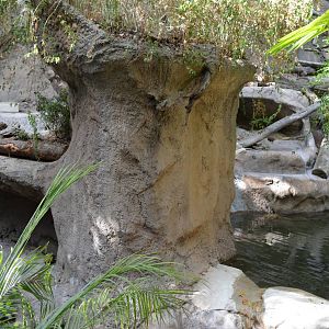 Bornean Sun Bear Habitat