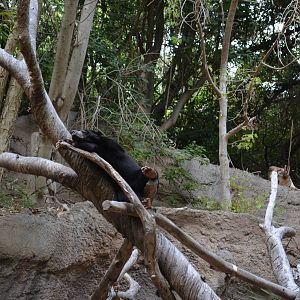 Bornean Sun Bear