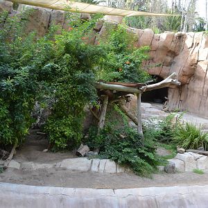 Bornean Sun Bear Habitat