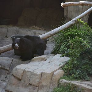 Sloth Bear
