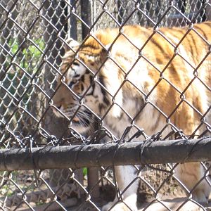 Predators- Amur Tiger
