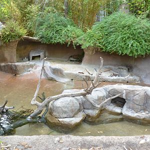 Cape Clawless Otter Exhibit