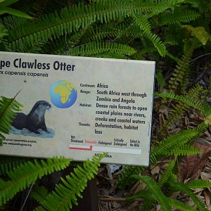 Cape Clawless Otter Signage