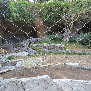 Lone Elderly Transvaal Lioness
