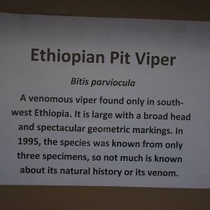 Ethiopian Pit Viper Signage