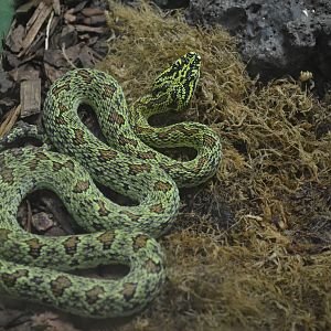 Jerdon's Pit Viper