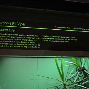 Jerdon's Pit Viper Signage