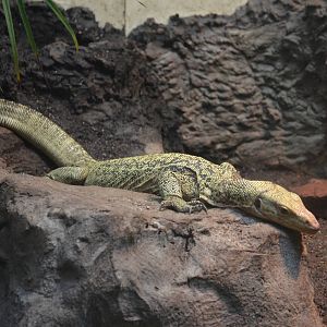 Quince Monitor