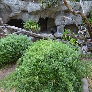 Spectacled Bear Grotto