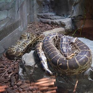 Indian Pythons