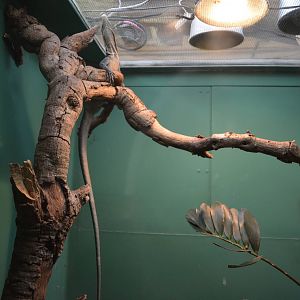 Blue-Spotted Tree Monitor