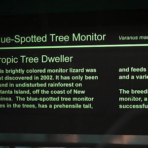 Blue-Spotted Tree Monitor Signage