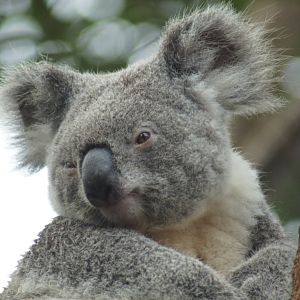 Koala
