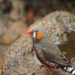 Zebra Finch