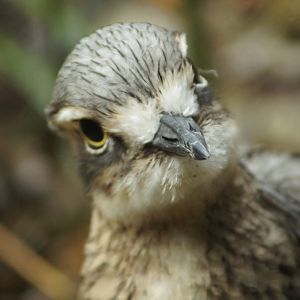 Bush Stone Curlew