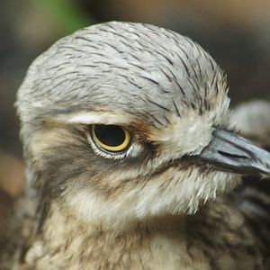 Bush Stone Curlew