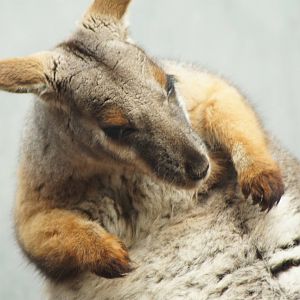 Yellow Footed Rock Wallaby