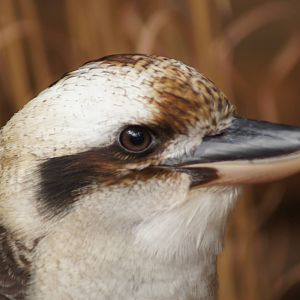 Laughing Kookaburra