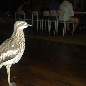 Curlew