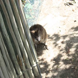 Australasia- Parma Wallaby