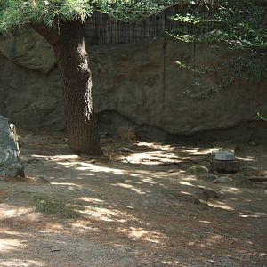 Tropical America- Patagonian Cavy