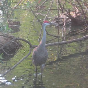 Aug. 2012-Florida Sandhill Crane