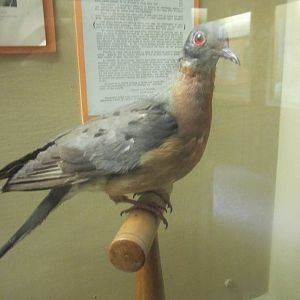 Aug. 2012-Passenger Pigeon Memorial