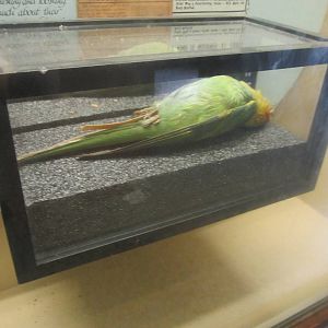 Aug. 2012-Replica of Inca, the last captive Carolina Parakeet