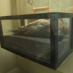 Aug. 2012-Replica of Martha, the last Passenger Pigeon