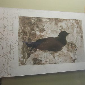 Aug. 2012-Photo of Martha in a cake of ice