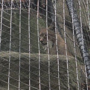 Aug. 2012-Eastern Siberian Lynx