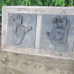 Aug. 2012-Gorilla Hands and Feet display