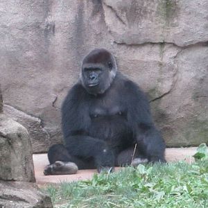 Aug. 2012-Mara, a Western Lowland Gorilla