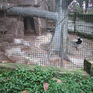 Aug. 2012-Eastern Black-and-White Colobus exhibit ground
