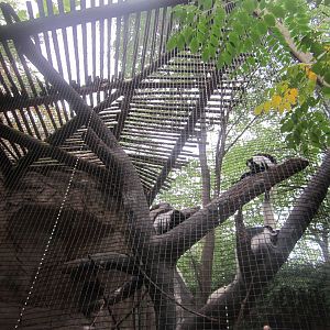 Aug. 2012-Eastern Black-and-White Colobus canopy