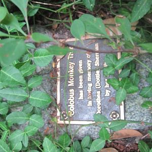 Aug. 2012-Colobus Monkey Tree Donation sign