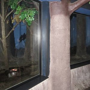 Aug. 2012-Common Vampire Bat/Southern Three-banded Armadillo exhibit