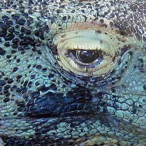 Monitor Lizard