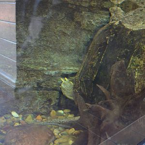 Alligator Snapping Turtle
