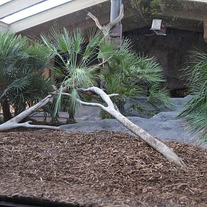 Komodo Dragon Exhibit