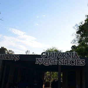 Amphibians/California Native Species Display